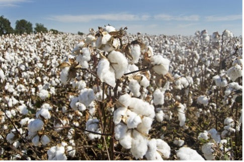 The Importance of Organic Cotton for Sensitive Skin – A natural Solution for Comfort and Health